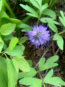 Green Mountain Trail, Mt. Baker-Snoqualmie National Forest. Photo By Sydney Corral June 28, 2021 photo