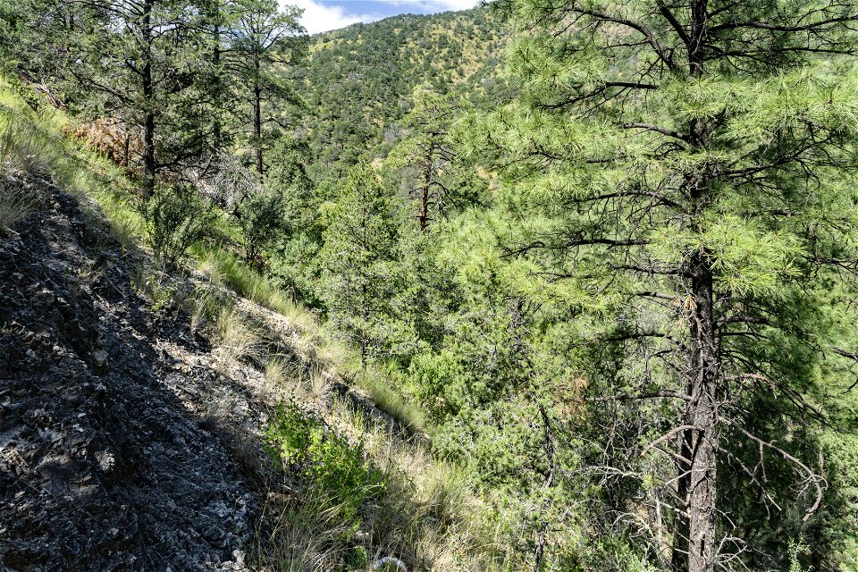 Upper Percha Creek