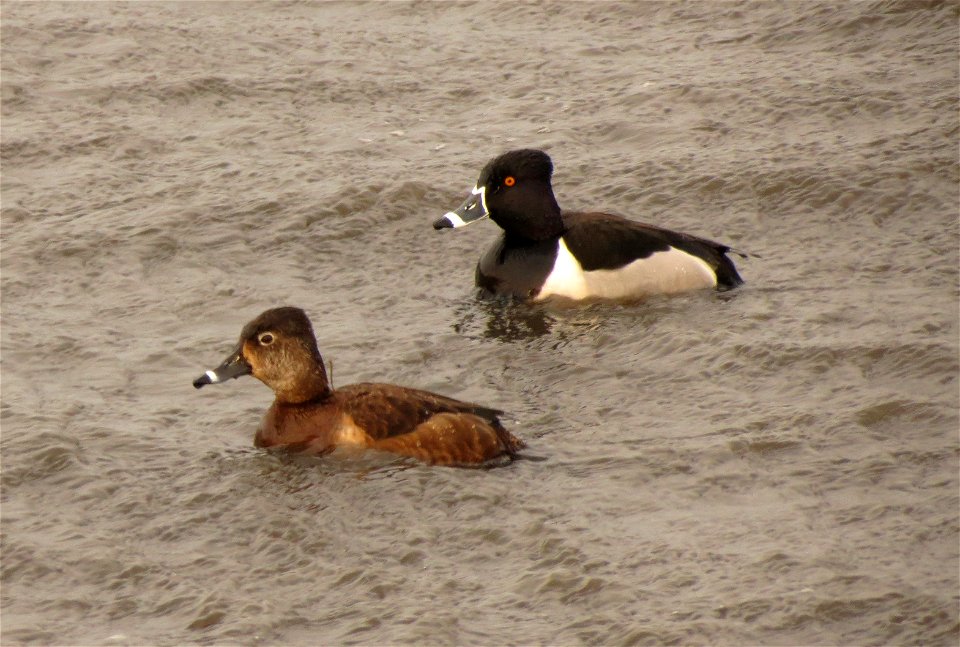 Ring-necked duck
