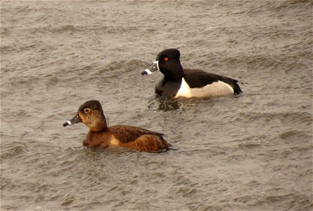 Ring-necked duck photo