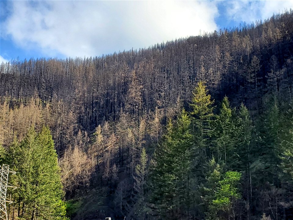 Hillside above Clackamas River 8 months after Riverside Fire, Mt. Hood National Forest