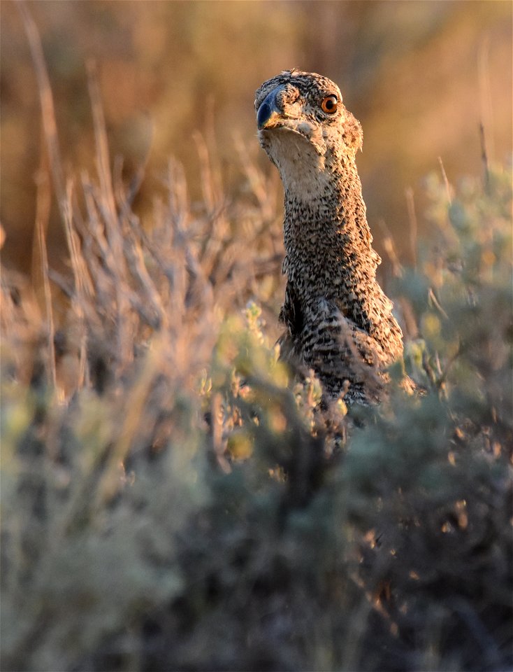 Greater sage-grouse at Seedskadee National Wildlife Refuge
