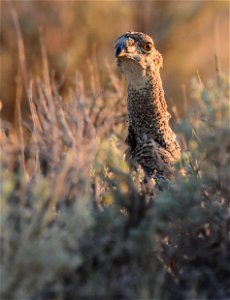 Greater sage-grouse at Seedskadee National Wildlife Refuge