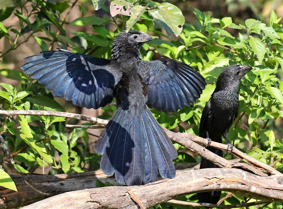 448 - GROOVE-BILLED ANI (12-09-2022) national buttrerfly center, mission, hidalgo co, tx -07