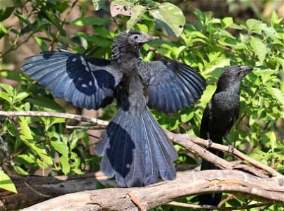 448 - GROOVE-BILLED ANI (12-09-2022) national buttrerfly center, mission, hidalgo co, tx -07