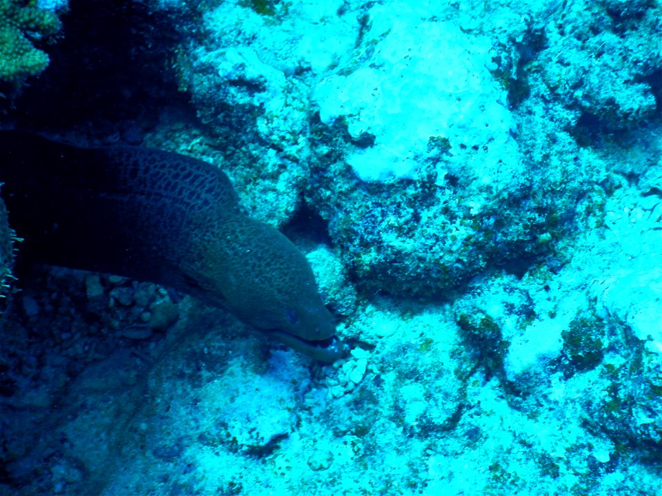 Gymnothorax 2