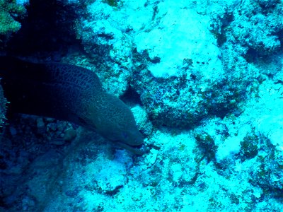 Gymnothorax 2