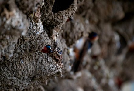 Cliff swallows nesting