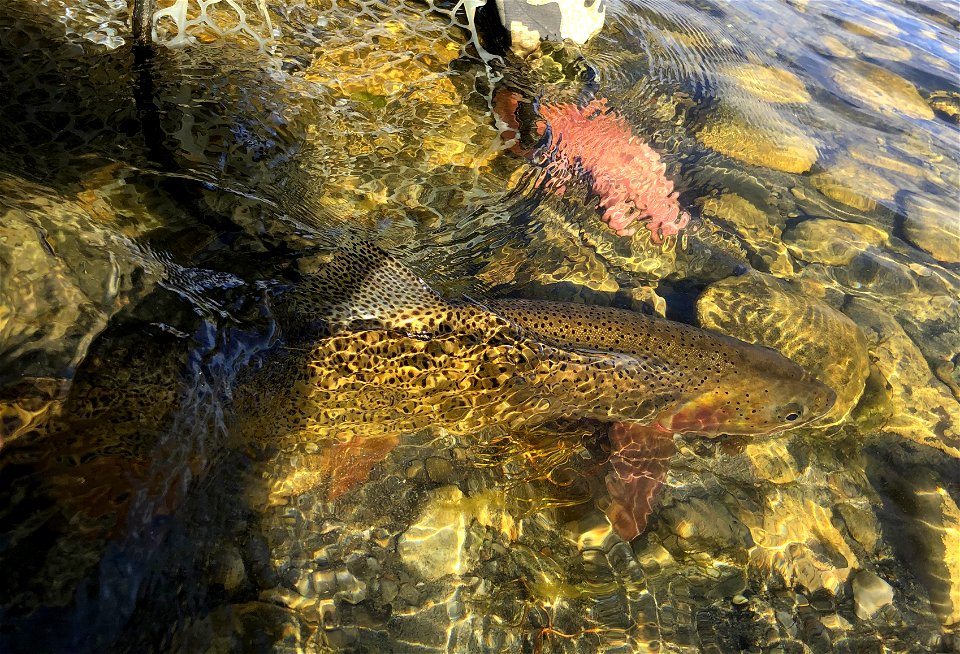 Fly Fishing photo