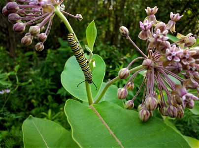 Monarch Caterpillar on Common Milkweed in Minnesota photo