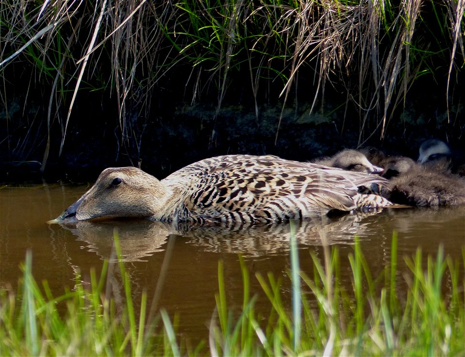 Common eider brood photo