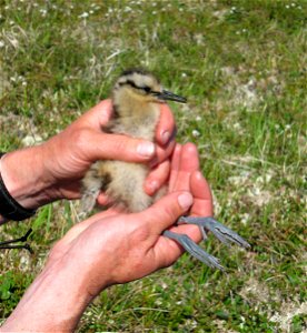 Bristle-thighed Curlew chick