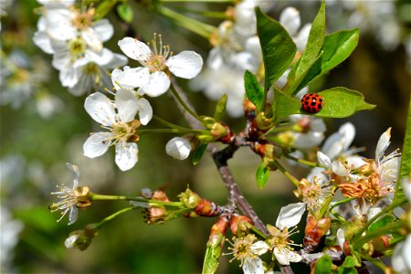 Spring ,April 2023