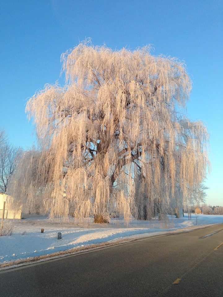 Tree winter frozen