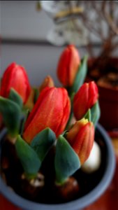 tulips_lalele-2023_0218_133542