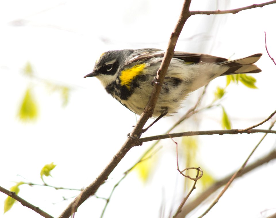 Yellow-rumped Warbler