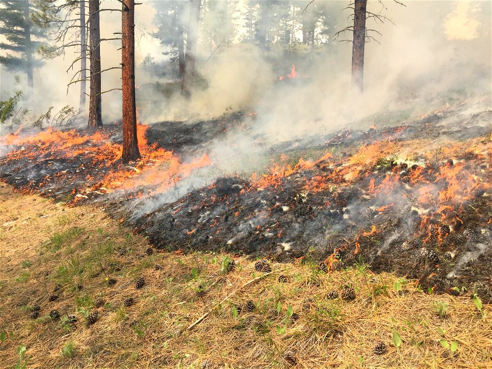 Spring Prescribed Burns