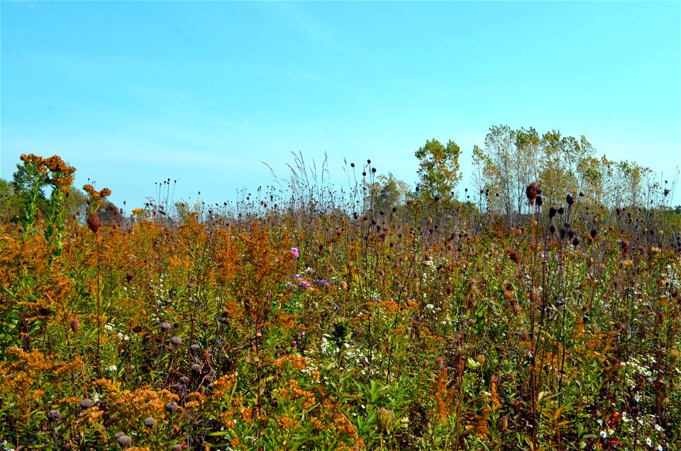 Pollinator fall bloom