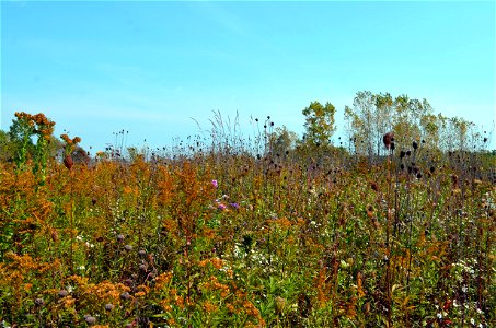 Pollinator fall bloom