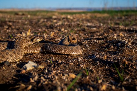 Plains hognose snake