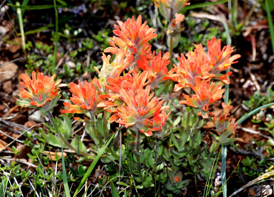 Castilleja miniatus (Common Red Paintbrush) (04-24-2022) west of o'brian on lone mt rd at or mt botanical area, josephine co, or-01