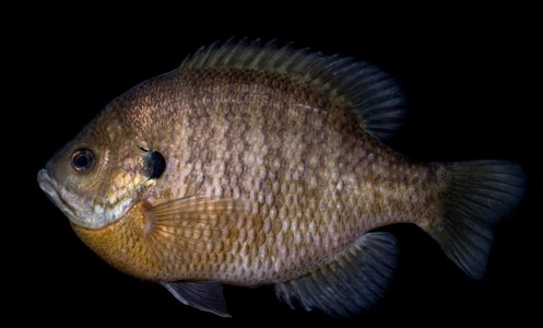 Bluegill Sunfish (Lepomis macrochirus) photo