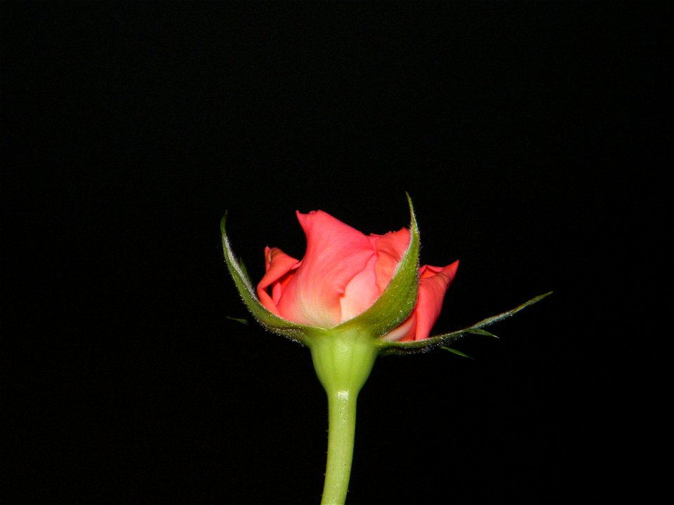 trandfmic_timelps2011_1109_072807