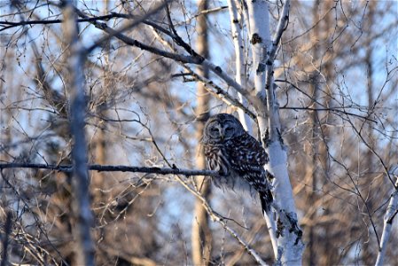 A frosty-faced barred owl resting in a tree on a cold day photo