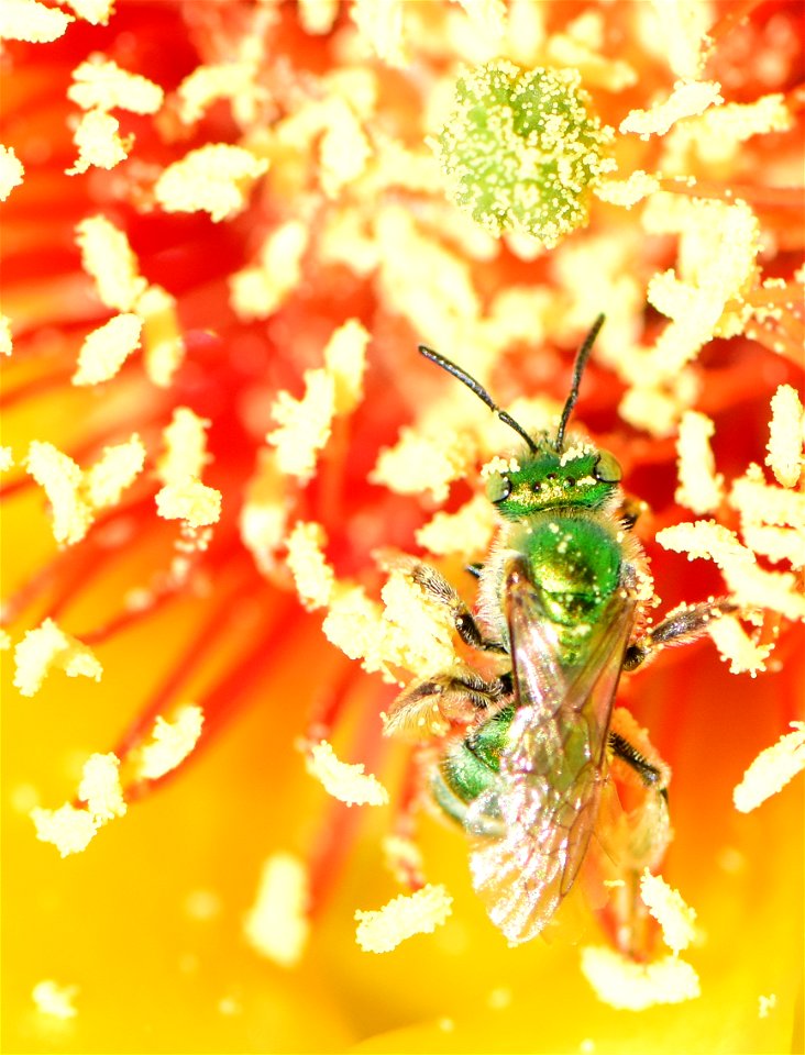 Metallic green sweatbee on prickly pear cactus at Pathfinder National Wildlife Refuge Wyoming