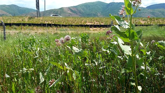 Roadside Milkweed in Utah photo