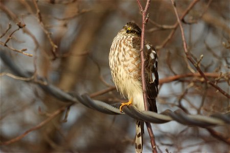 Juvenile Sharp shinned hawk Huron Wetland Management District