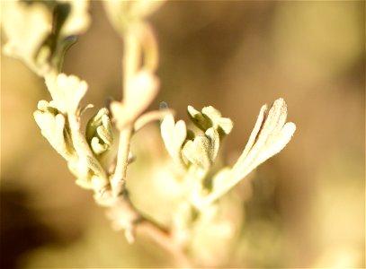 Wyoming big sagebrush (  Artemesia tridentata var. wyomingensis) on Seedskadee National Wildlife Refuge