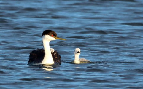 Western Grebes on the Huron Wetland Management District South Dakota photo