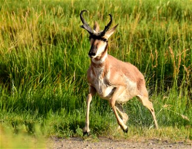 Pronghorn at Seedskadee National Wildlife Refuge