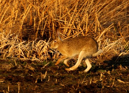 White-tailed Jack Rabbit Huron Wetland Management District photo