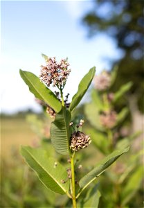 Milkweed at Big Meadows