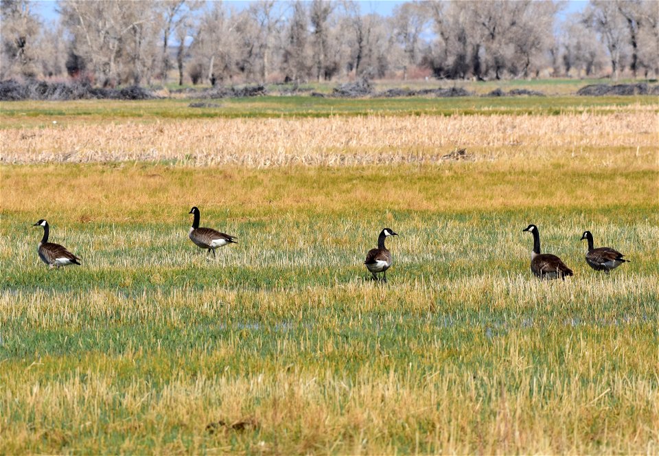 Canada Geese at Seedskadee National Wildlife Refuge