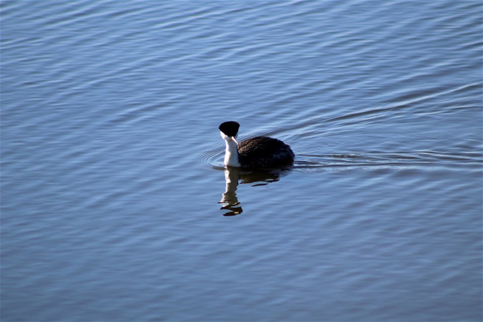 Western Grebe Lake Andes National Wildlife Refuge South Dakota