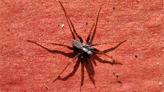 Pardosa lugubris-Gruppe - Männchen