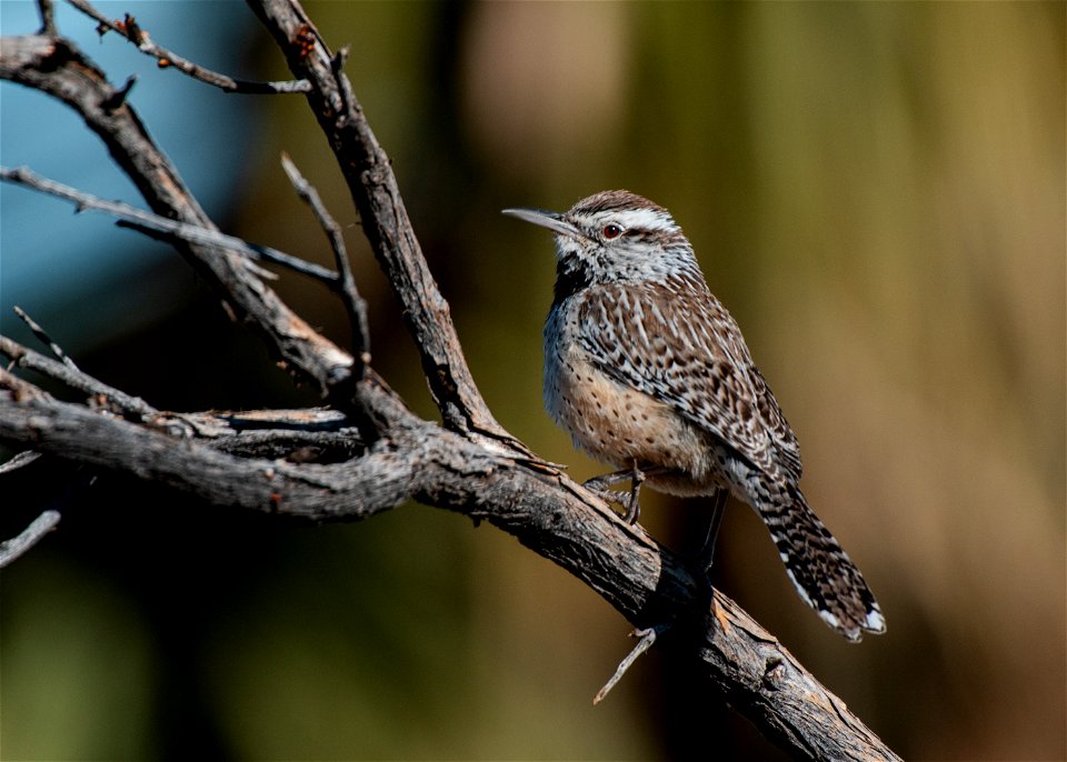 Cactus wren photo