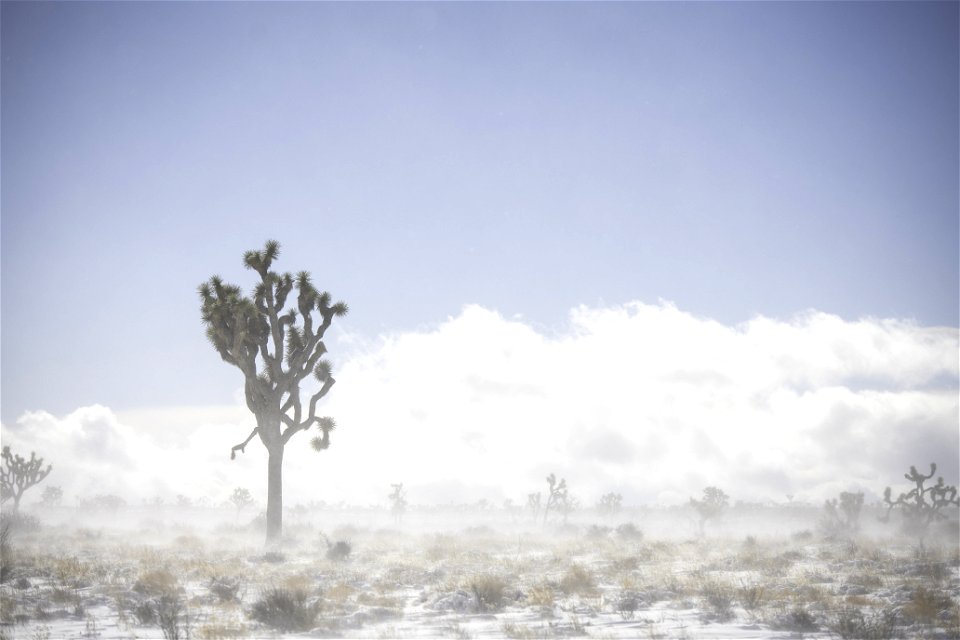 Snow being blown across a field of Joshua trees near Queen Valley photo