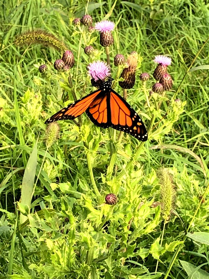 Pollinator at Fish Hatchery