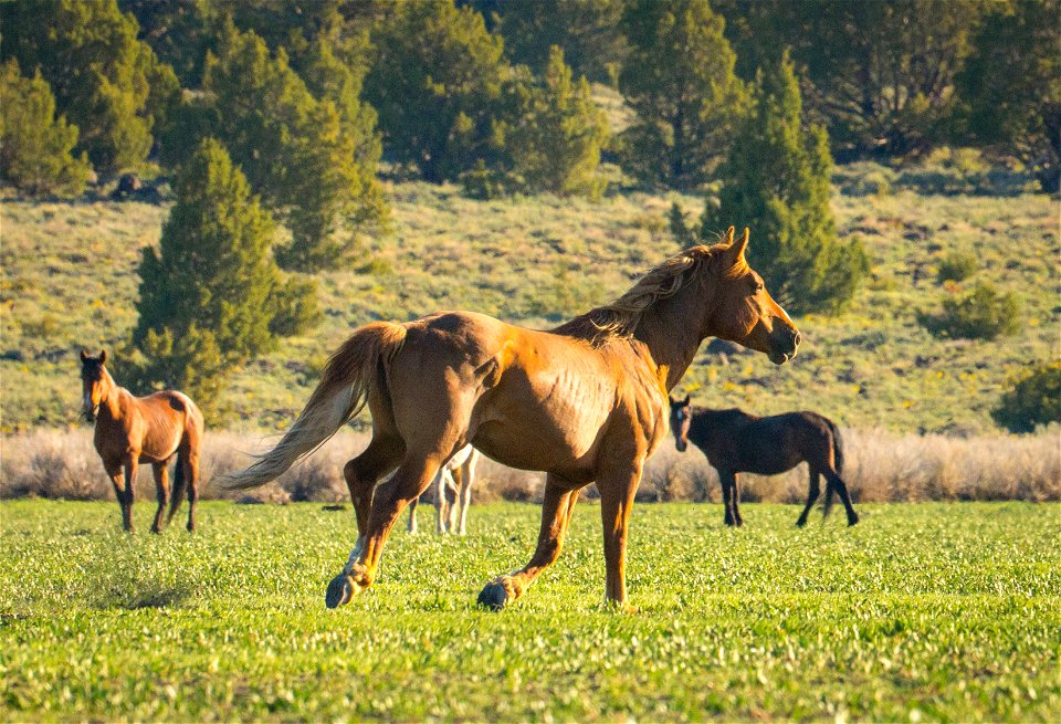 Wild Horses on the Buckhorn Byway