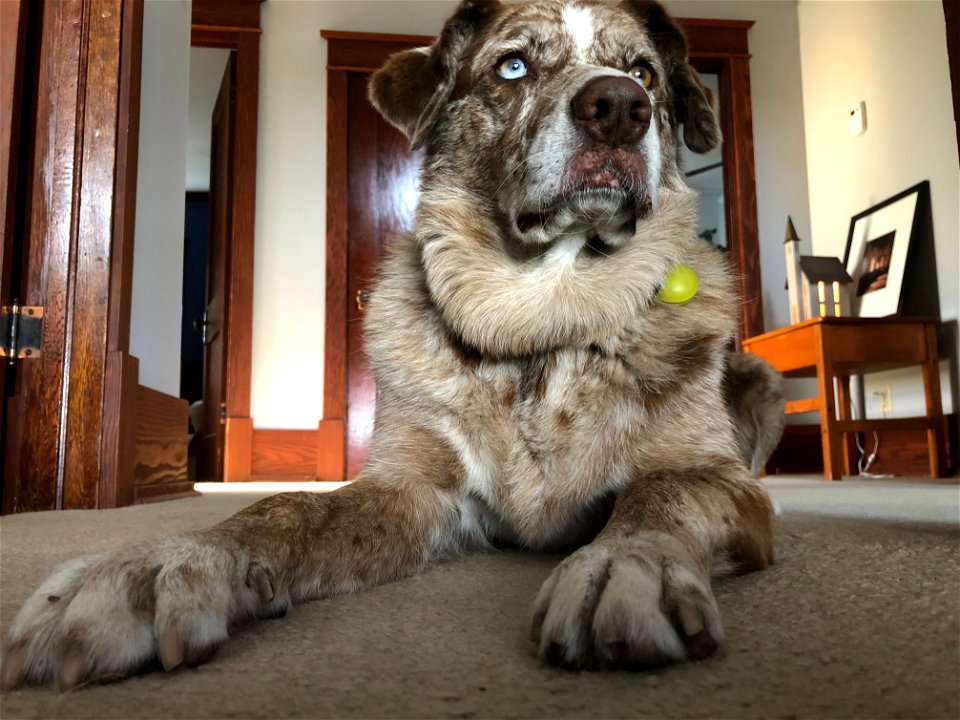 Who Ya Calling's Hound Dog?