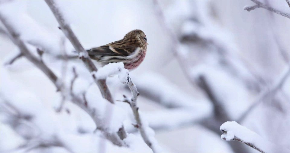 Common redpoll