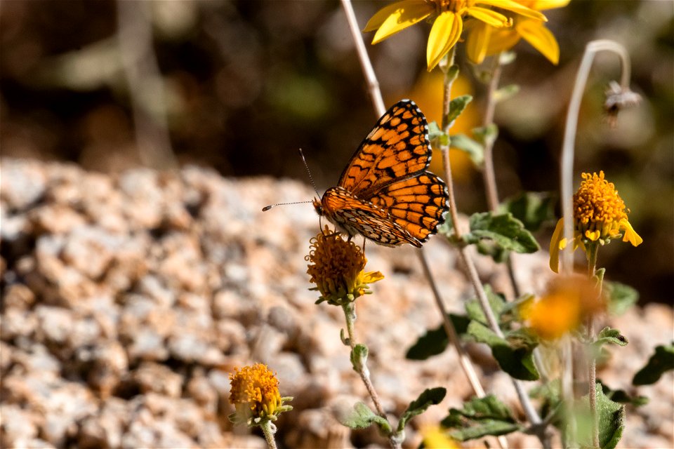 Sagebrush Checkerspot