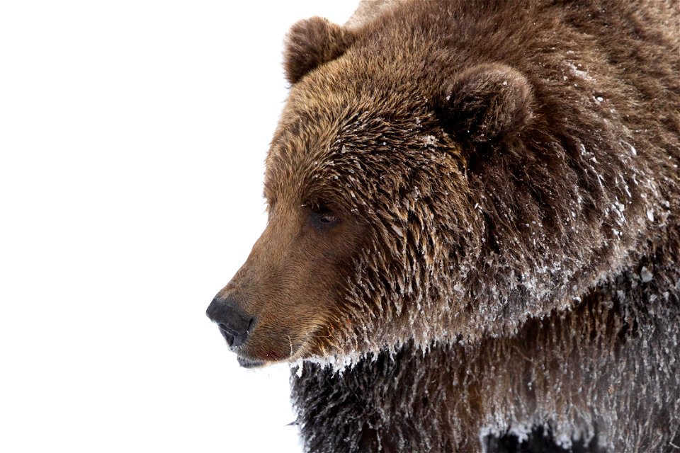 Kodiak brown bear in the snow.