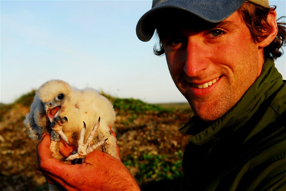 Banded Gyrfalcon nestling photo