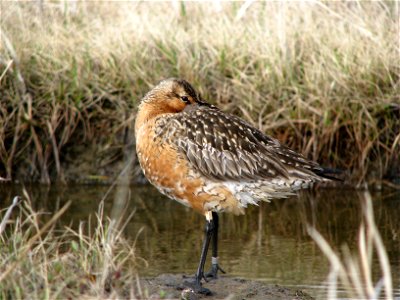 Banded and Flagged Bar-tailed Godwit photo