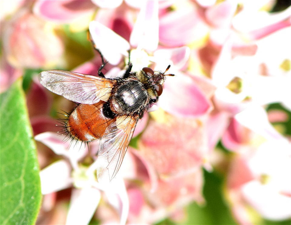 Bristle or Tachinid fly (Peleteria iterans)  at Seedskadee NWR Wyoming